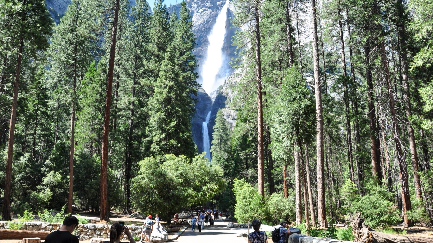 Flat paved path leading to lower Yosemite Fall through the valley pines