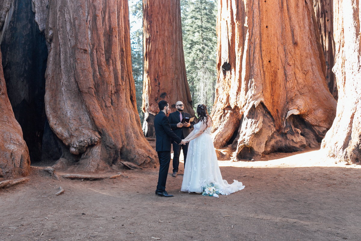 A couple holds hands beneath enormous giant sequoia trunks while eloping in Sequoia National Park, California