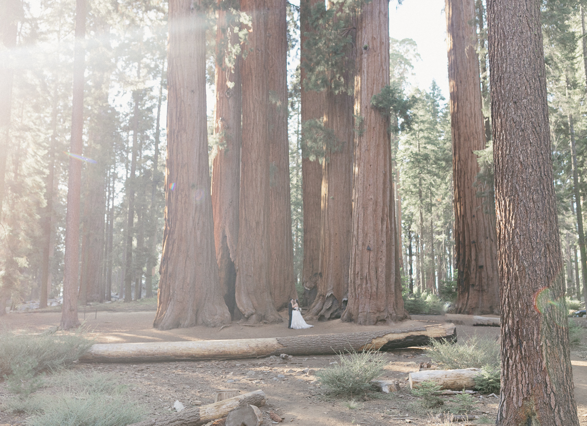 Sequoia National Park Elopement: The Quiet Case